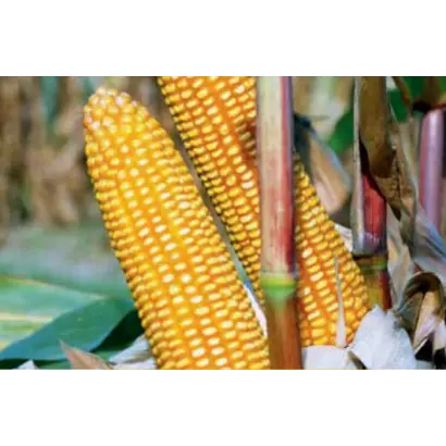 Дніпровський 303 МВ