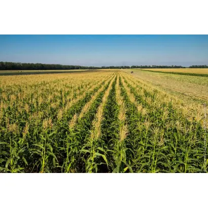 DS0493B / ДС0493Б