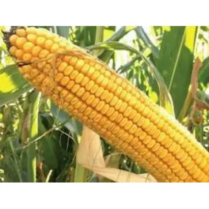 DS1071C / ДС1071С