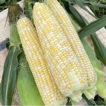 ES Benita / ЕС Беніта