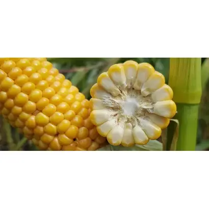 ES BROADWAY / ЕС БРОДВЕЙ