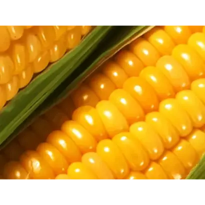 ES Garant / ЕС Гарант