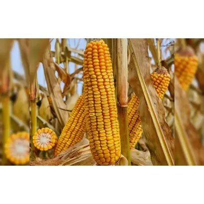 ES Dimension / ЕС ДЕМЕНТІЙ