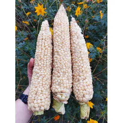 ES GENTLEMAN / ЕС ДЖЕНТЛЬМЕН