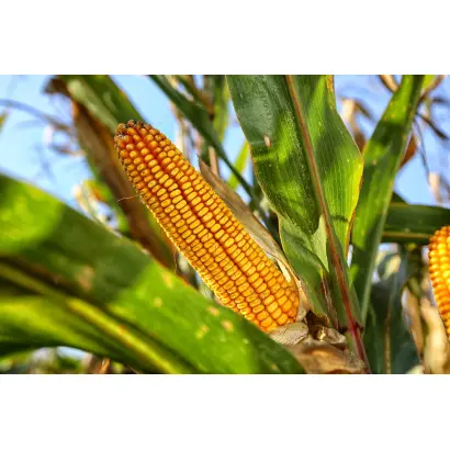 ES ZEPPELIN / ЕС ЗЕППЕЛІН