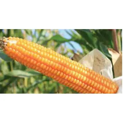 ES Marco / ЕС Марко