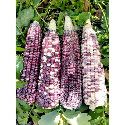 Jericho / Жеріко