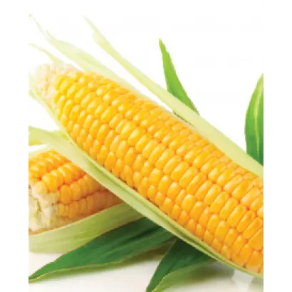 Yogi CS / Йогі КС