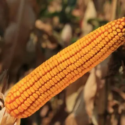 Kaifus / Каіфус