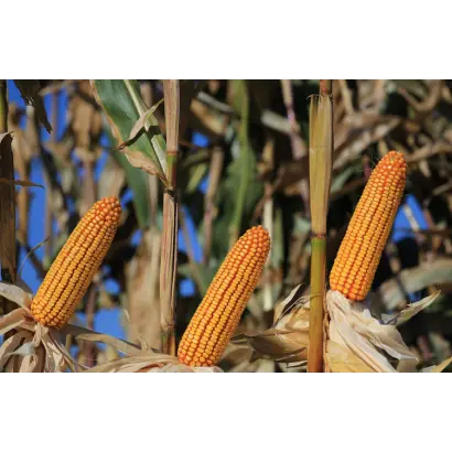 Kamarillas / Камаріллас