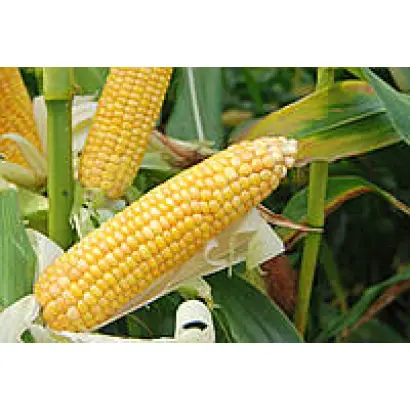 Kamponi CS / Кампоні КС