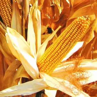 Каховський