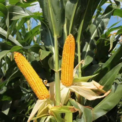 KWS 2322 / КВС 2322