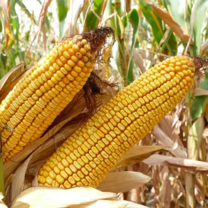 KWS ADONISIO / КВС АДОНІСІО