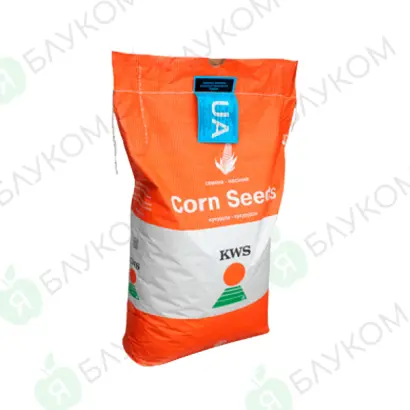 КWS Аmbеr / КВС Амбер