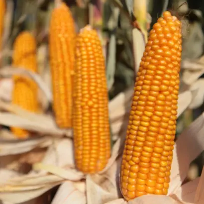 KWS NESTOR / КВС НЕСТОР