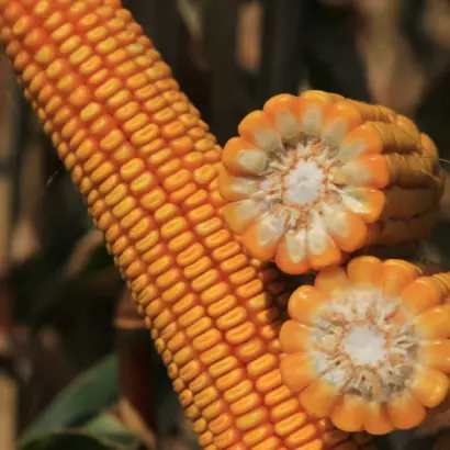 KWS PAULO / КВС ПАУЛО