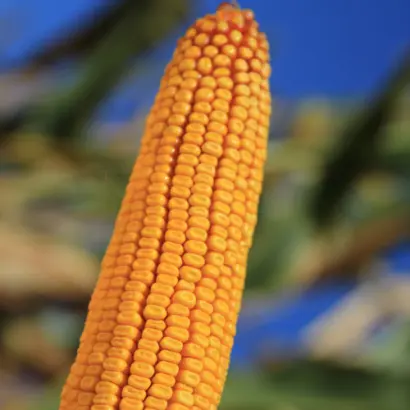 KWS PIKADERO / КВС ПІКАДЕРО