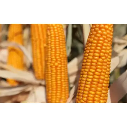 KWS ROLANDO / КВС РОЛАНДО