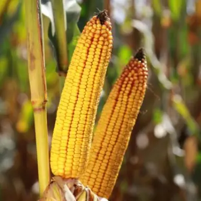 KWS TIMOTEO / КВС ТІМОТЕО