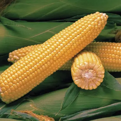 Kiodas / Кіодас