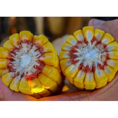 Codisco / Кодіско