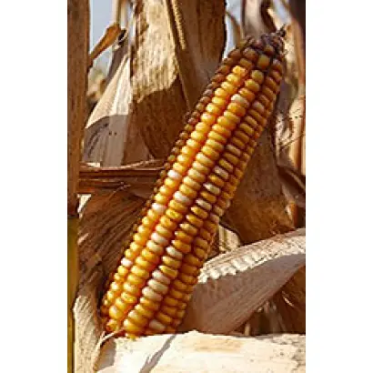 Коллективный 100 СВ / Колективний 100 СВ