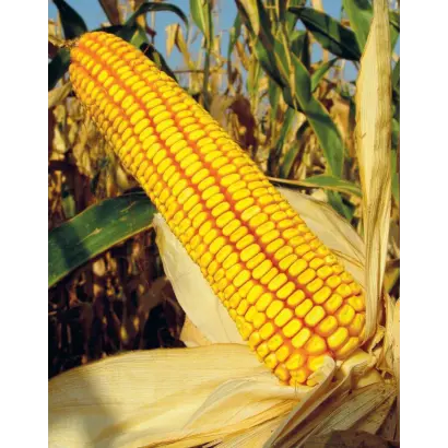 Коллективный 210 АСВ / Колективний 210 АСВ