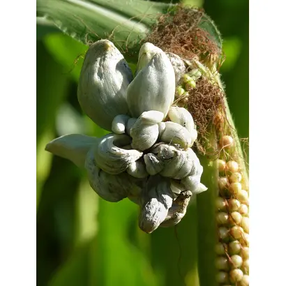 KOLETIS / КОЛЕТІС