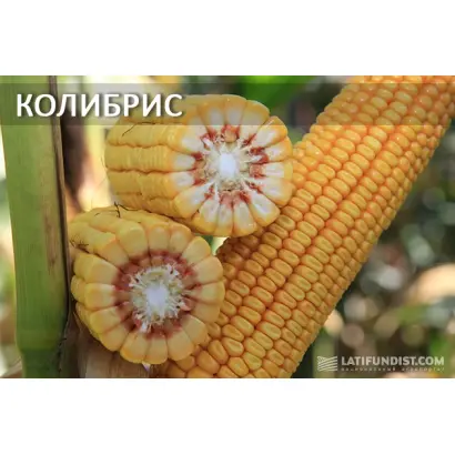 Kolibris / Колібріс