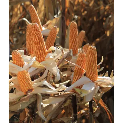 Coryphee / Корифей