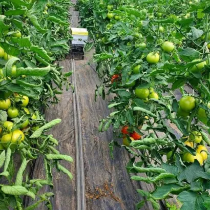 KORVINUS / КОРВІНУС