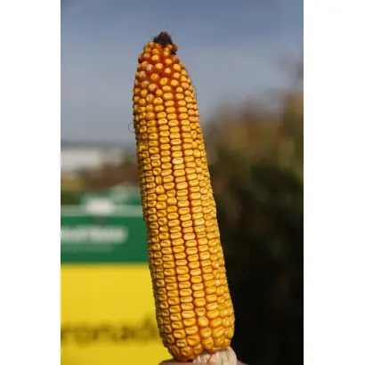 Cornadi CS / Корнаді КС