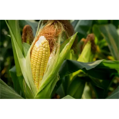 Korneli / Корнелі