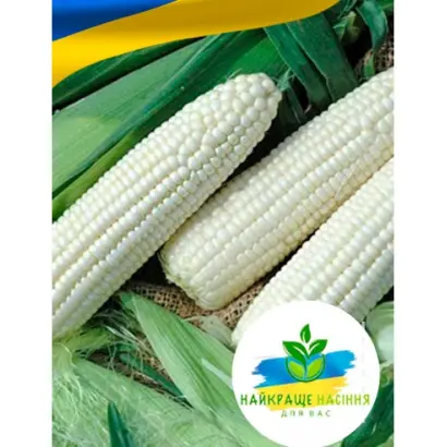 KOROLEVAS / КОРОЛЕВАС