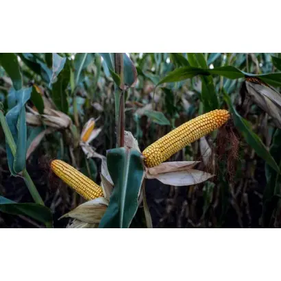 KREATOS / КРЕАТОС