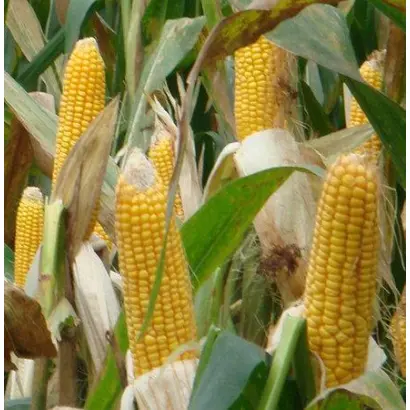 CSM 4413 / КСМ 4413