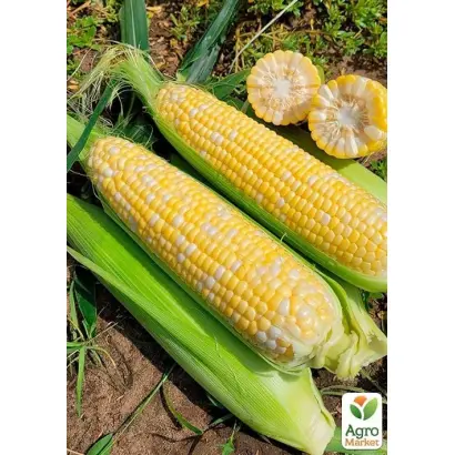 Lactor / Лактор