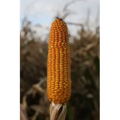 Леонідів 276 СВ