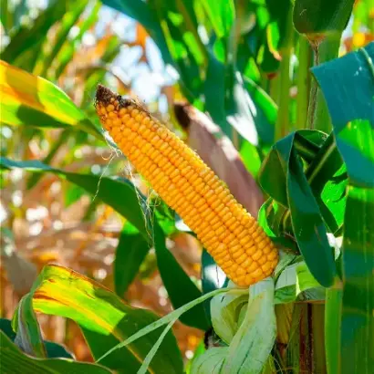 Luxxus / Люкксус