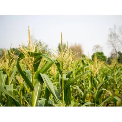 MAS 12R / МАС 12Р