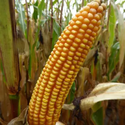 MAS 15F / МАС 15Ф