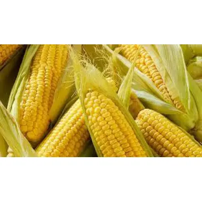 MAS 20P / МАС 20П