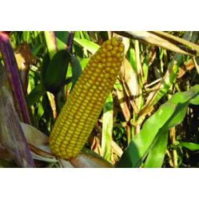 MAS 24А / МАС 24А