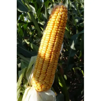 MAS 32CR / МАС 32СР