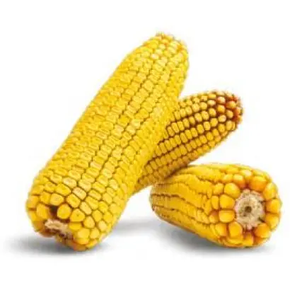 Mastri / Мастрі