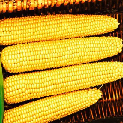 Megalito / Мегаліто