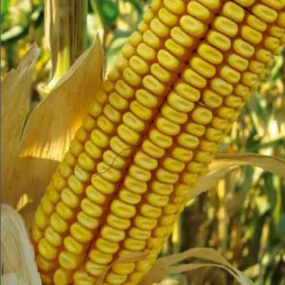 Monumental / Монументал