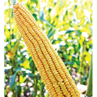 MT Matado / МТ Матадо