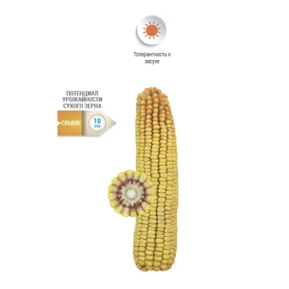 NS 393665 / НС 393665